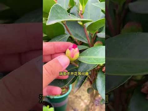 茶花擋煞|化煞聚財全靠它！家中植物這樣擺就對了 